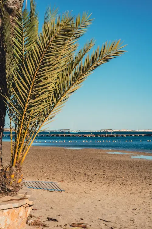 Palmera en primera línea de playa del Mar Menor con vista al mar y La Manga al fondo