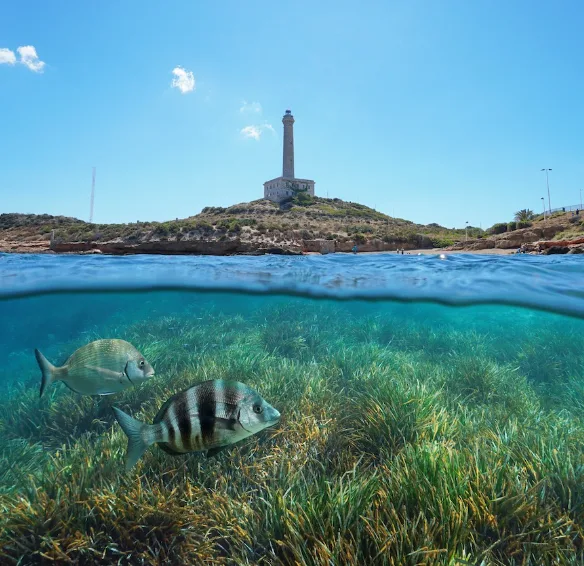Faro de Cabo de Palos sobre la superficie y peces entre praderas de posidonia en la reserva marina